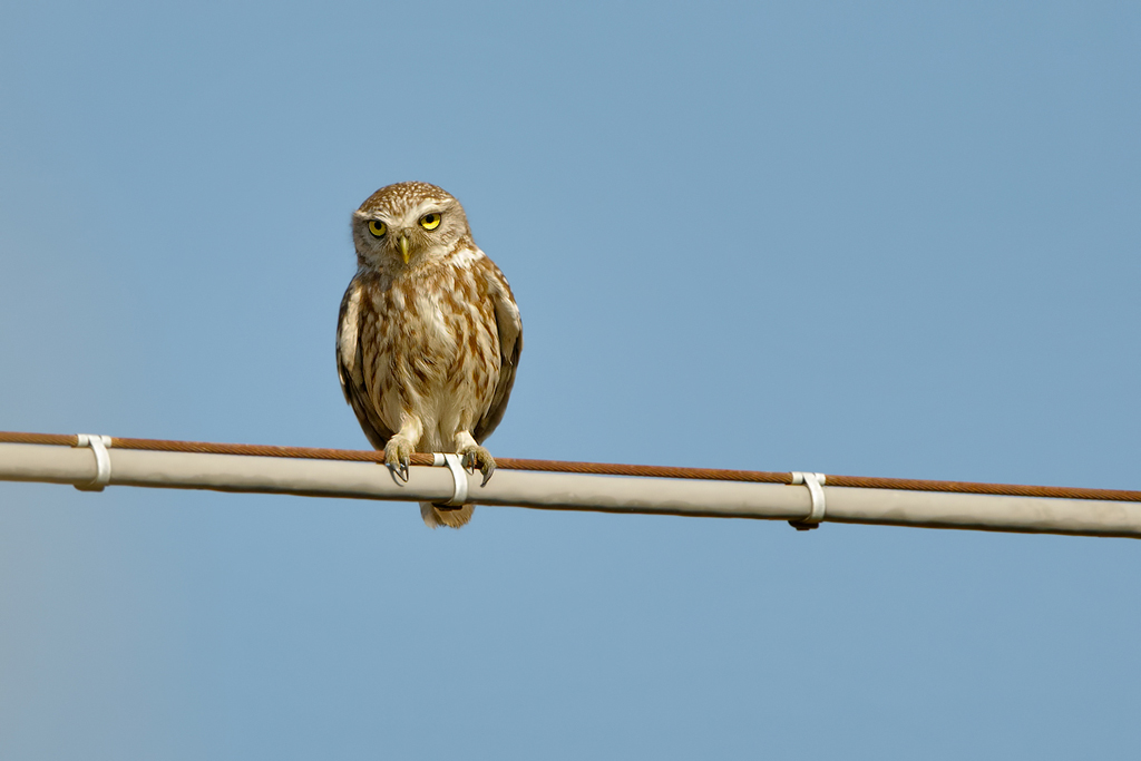 Civetta (  Athene noctua  )